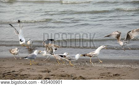 Group Of Hungry Seagulls Quarreling By The Sea To Eat The Crumbs Left By Passers-by