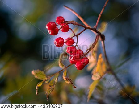 Close-up Of Red Mountain Ash Fruits On The Tree. Autumnal Colours.
Blurred Background.