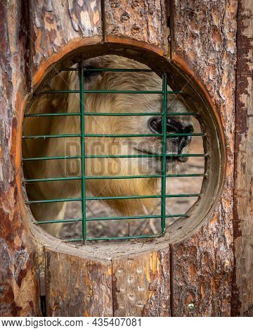 Close-up Of A Takin, Looking Through A Barred Window In Zoological Garden.