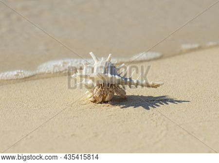 Closeup Detail Of Hermit Crab In A White Spiky Seashell On Sandy Tropical Beach With Shadow