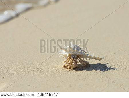 Closeup Detail Of Hermit Crab In A White Spiky Seashell On Sandy Tropical Beach With Shadow