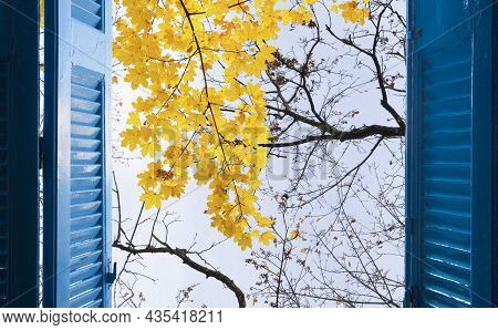 Room With Open Blue Window Shutters To - Fall Garden With Yellow Leaves And Green Grass