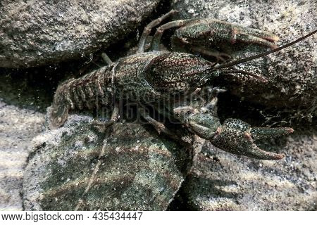 Closeup Freshwater Crayfish Underwater (astacus Astacus) Wildlife