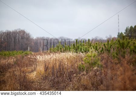 Autumn In The Forest, Everything Is In Gold