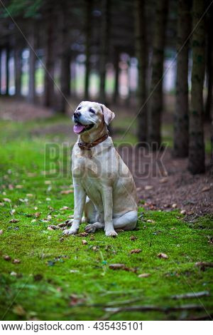 Young Yellow Happy Labradors In The Park On A Warm Autumn Day