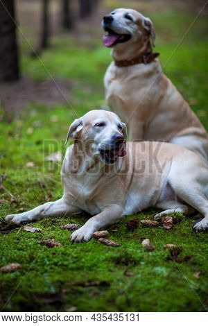 Young Yellow Happy Labradors In The Park On A Warm Autumn Day