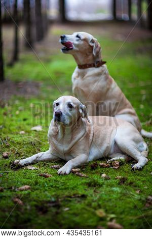Young Yellow Happy Labradors In The Park On A Warm Autumn Day