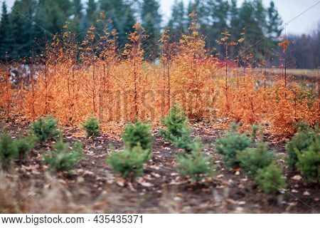 Autumn In The Forest, Everything Is Gold