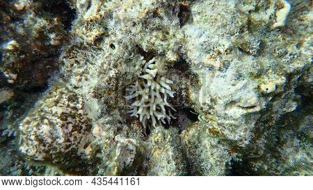 Bush Coral, Needle Coral, Spiny Row Coral Or Thin Birdsnest Coral (seriatopora Hystrix) Undersea, Re