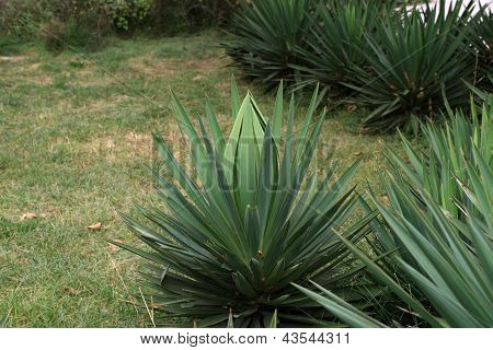 Sisal nel selvaggio