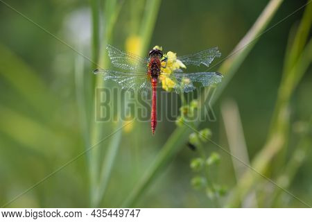 Sympetrum Flaveolum. Large Dragonfly On Wildflowers. Beautiful Insect Sits In Gras, On A Green Blurr