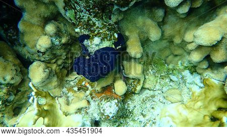Arabian Crust-sponge (hemimycale Arabica) And Stony Coral Knob Coral (goniastrea Stelligera. Previou