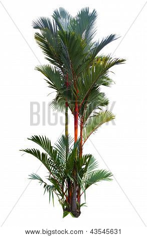 Rode zegellak palmboom