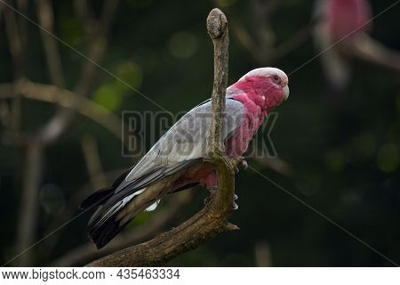 Galah, Pink And Grey Cockatoo (eolophus Roseicapilla) In Zoo.