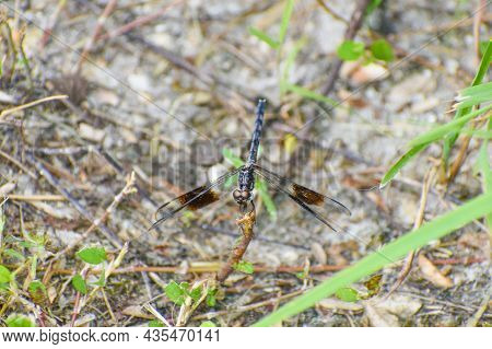 Pretty Little Band-winged Dragonlet Aka Erythrodiplax Umbrata