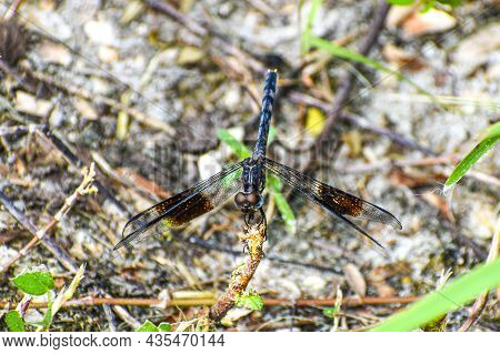 Band-winged Dragonlet Aka Erythrodiplax Umbrata In Focus