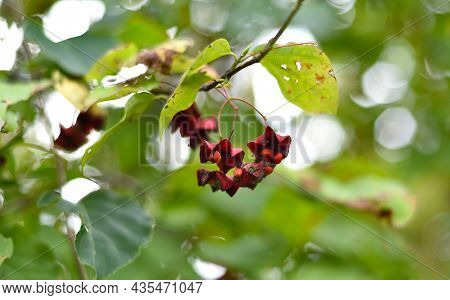 Euonymus Maximowicziana Prokh. Growing In Russian Far East