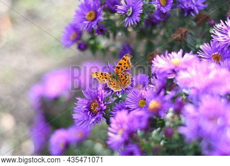 The Comma Or Polygonia C-album Butterfly On Japanese Aster (kalimeris Incisa)