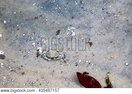 Crab Walking In The Shallow Sand Estuary