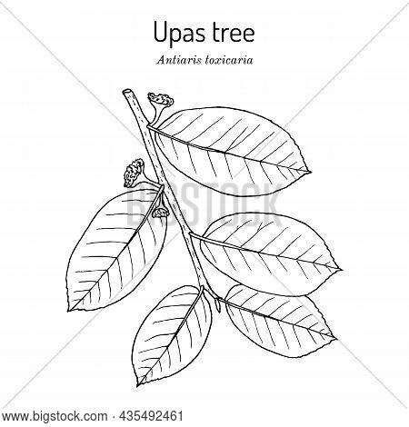 Upas Tree Antiaris Toxicaria , Poisonous Plant. Hand Drawn Botanical Vector Illustration