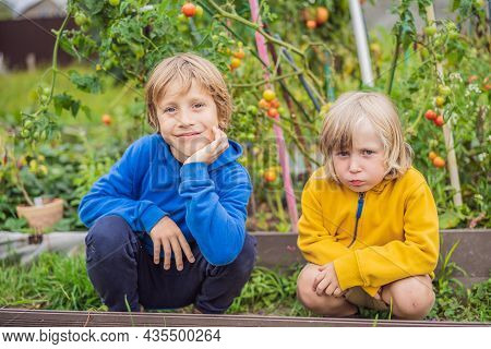 Boys And Tomatoes Peppers In Vegetable Garden. Homeschooling, Natural Education Of Children, Unschoo