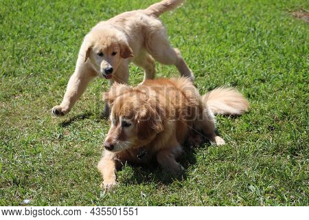 Golden Retriever Puppy Plays With Mother