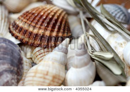 Conchas do mar