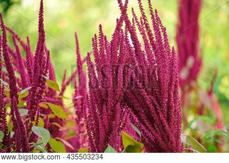 Indian Red Amaranth Plant Growing In Summer Garden. Leaf Vegetable, Cereal And Ornamental Plant, Sou