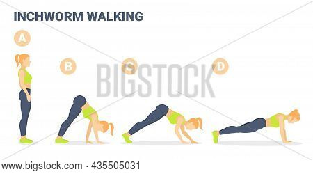Woman Doing Inchworm Exercise Fitness Home Workout Guidance Illustration. Caterpillar Walk Concept.