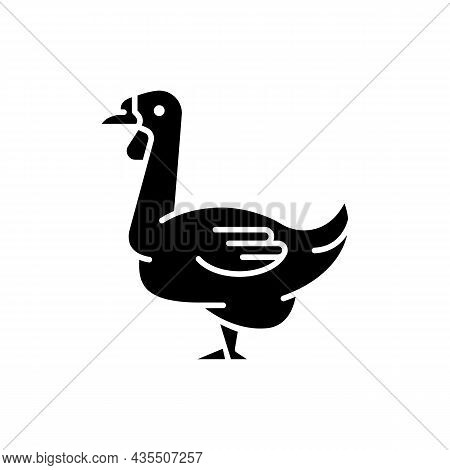 African Goose Black Glyph Icon. Waterfowl. Domestic Geese. Commercial Poultry Farming For Food. Rais