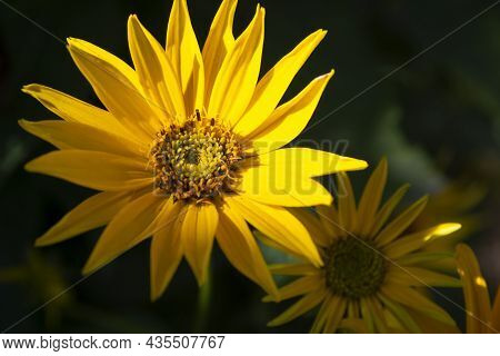 Thymophyllia Yellow Flowers, Natural Summer Dark Background