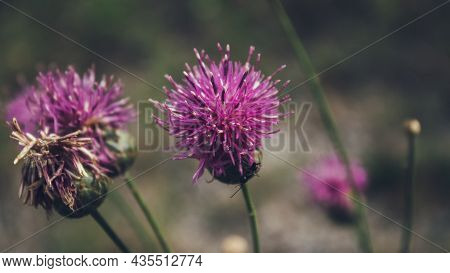 Cirsium Heterophyllum, Known As Melancholy Thistle. Field Honey-bearing Plant. Pink Flower.