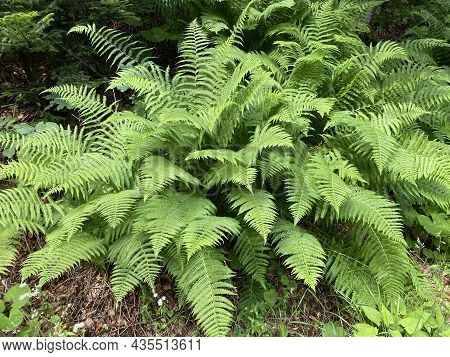 Forest Fern In The Mixed Mountain Forest Of Gorski Kotar, Lokve - National Park Risnjak, Croatia (Šu