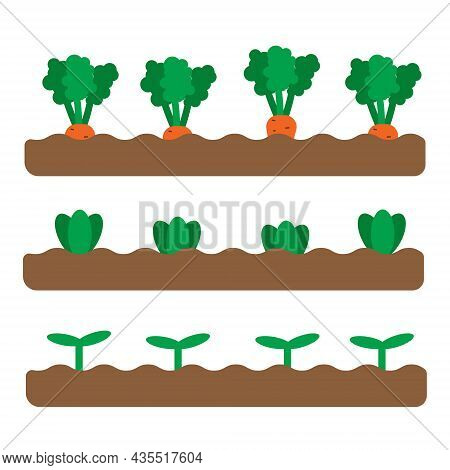 Set Of 3 Garden Beds With Different Growing Vegetables And Plants. Flat Spring Garden Illustration. 