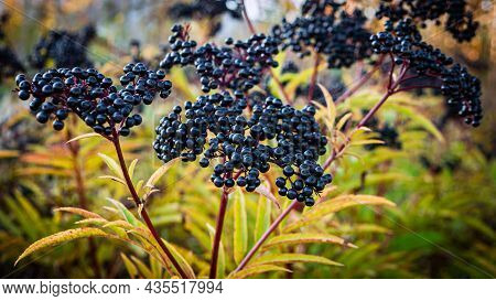 Elderberry Bush, Black Ripe Elderberry On The Plantation.