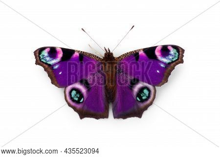 Multicolored Butterfly For Design. Isolated On White Background