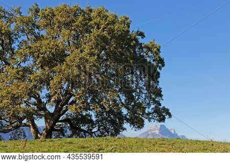 Oak And Mountain. Perched On Its Hill, In A Private Pasture, The Venerable Oak Of Venon Is 300 Years