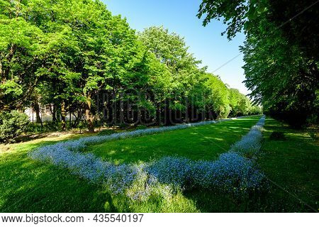 Landscape With Green Trees, Leaves And Grass And Many Small Blue Forget Me Not Or Scorpion Grasses F