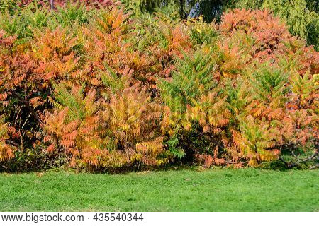 Minimalist Monochrome Background With Large Red And Orange Leaves And Small Flowers Of Rhus Shrub, C