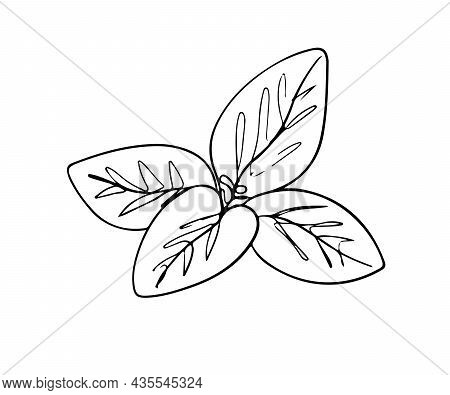 One Line Drawing Mint Leaf Vector Drawing