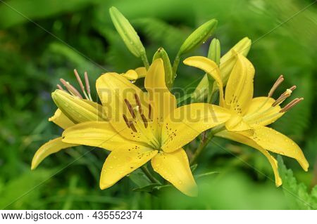 Yellow Planet Lily (lilium) - Variety Is A Tubular Hybrid Of Lilies, A Genus Of Plants Of The Liliac