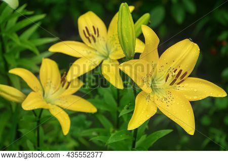 Yellow Planet Lily (lilium) - Variety Is A Tubular Hybrid Of Lilies, A Genus Of Plants Of The Liliac