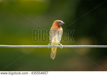 Scaly Breasted Munia Bird Sitting On A Cable On Green Blurry Background