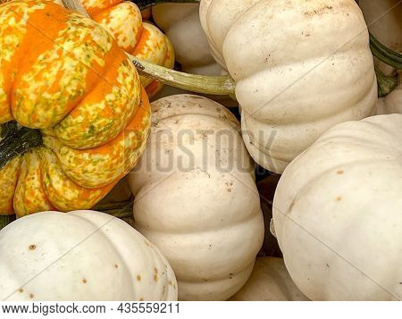 Pile Of White Pumpkins With An Orange One Nearby