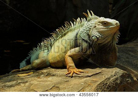 Iguana