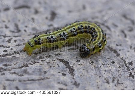 Closeup Of A Box Tree Moth On Cement Surface ( Cydalima Perspectalis )
