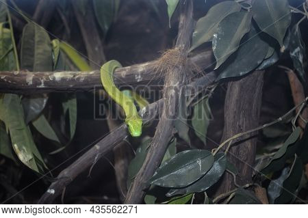 Smooth Green Snake Close Up ( Opheodrys Vernalis )