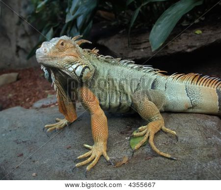 Australische gebaarde Lizard
