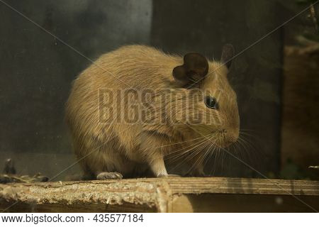 The Common Degu (octodon Degus) In Zoo.
