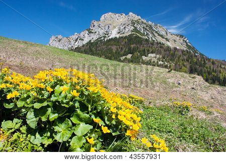 Mount Rozsutec med morgenfrue - Mala Fatra-bjergene - Slovakiet